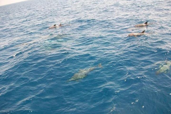 Dagcruise snorkelen in Dolphin House met lunch vanuit Hurghada