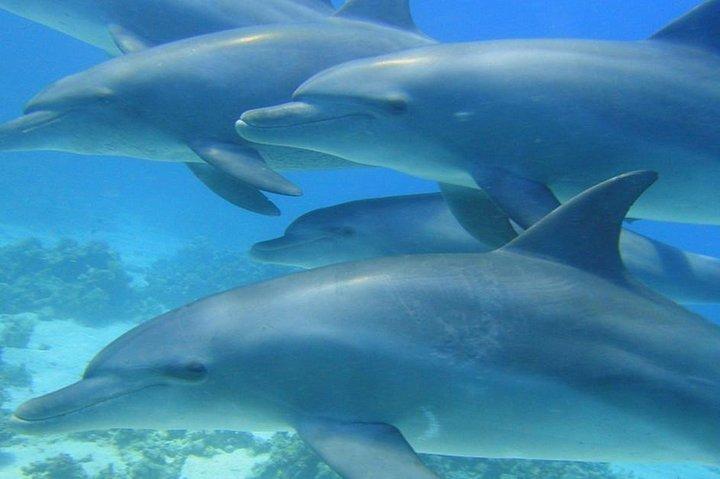 Dagcruise snorkelen in Dolphin House met lunch vanuit Hurghada