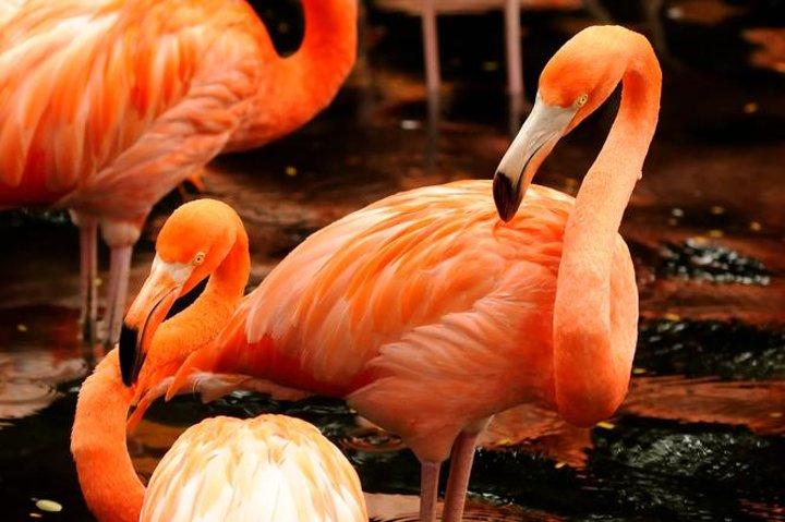 Matinée au zoo (avec option Petit-déjeuner)