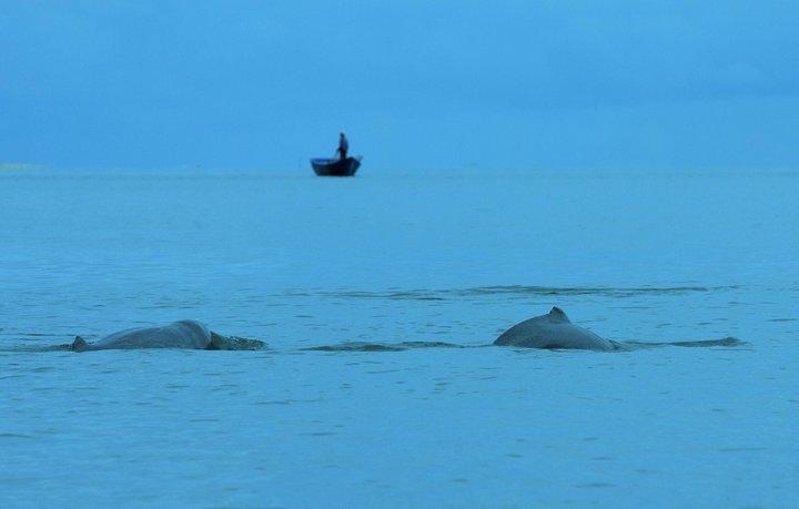 Delad kryssning för mangrove och delfinskådning i Irrawaddy