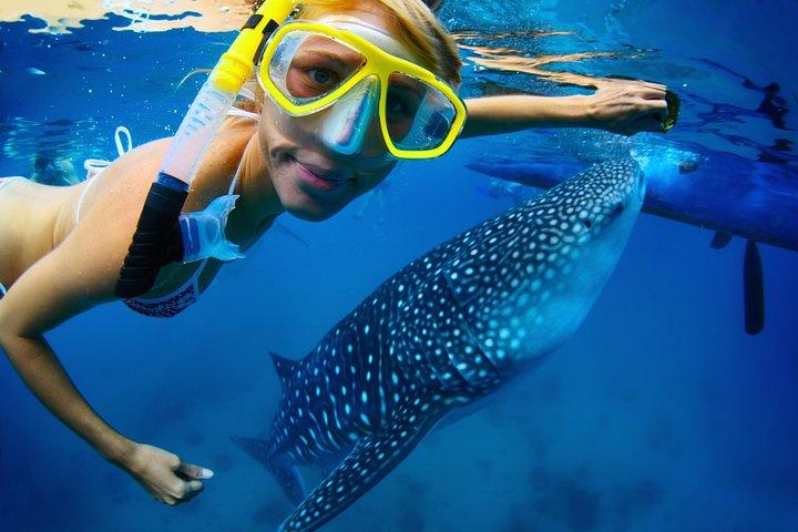 昼食付き、ロス・カボス発ラパスでジンベエザメとシュノーケリングツアー