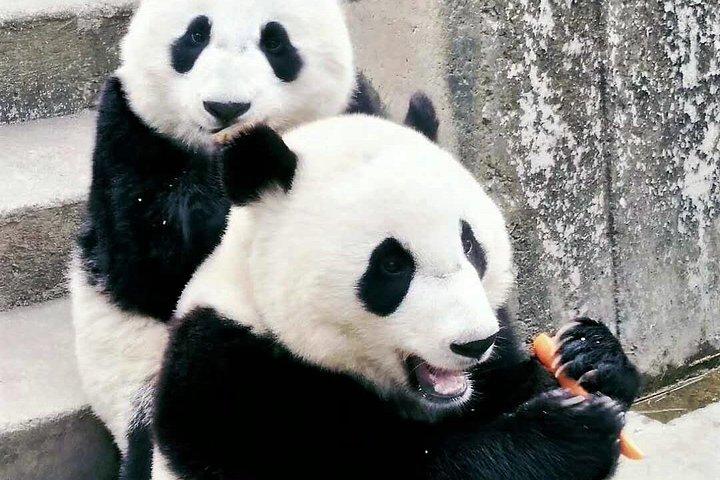 Tour Privado: Zoológico de Xi'an, Colheita de fruta e jantar de fazenda