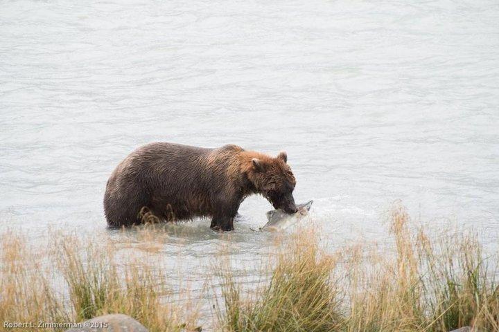Chilkoot Lake Natuur- en wildlifebezichtiging (2,5 uur in Haines)