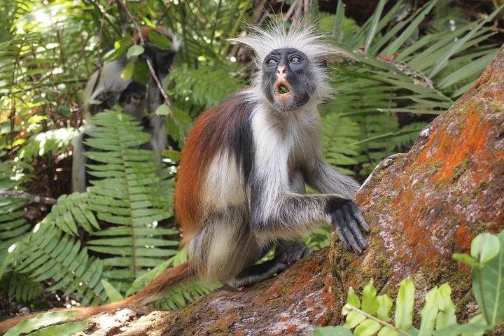Jozani Forest Reserve Half-Day Guided Tour from Zanzibar