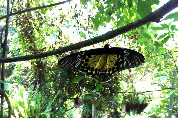 Entrée au KL Butterfly Park avec les monuments célèbres de Kuala Lumpur
