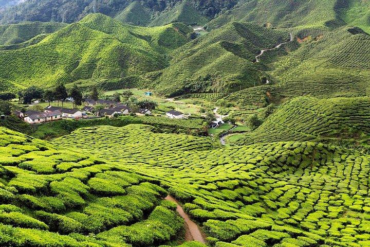 Explore Cameron Highlands: Full-Day Tour with Scenic Batu Caves