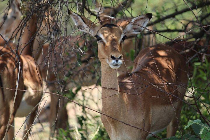 Pilanesberg Nationalpark Ganztägige Safari von Johannesburg