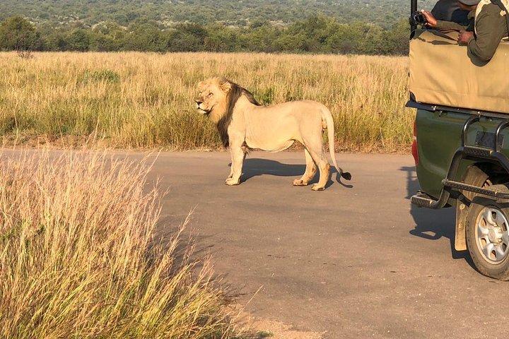 Pilanesberg Nationalpark Ganztägige Safari von Johannesburg