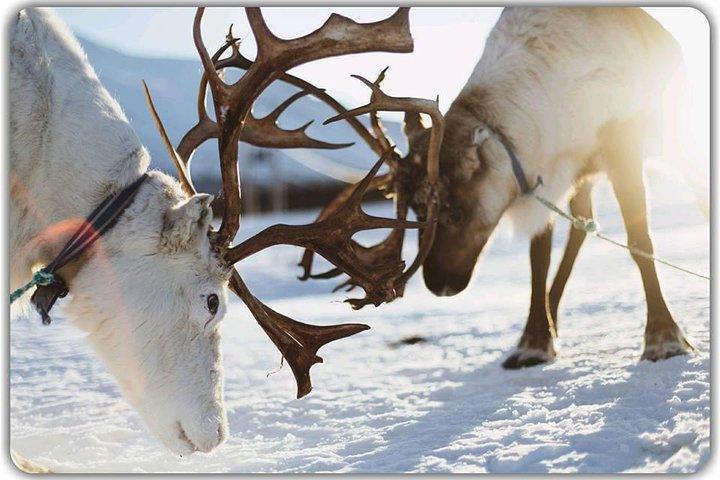 Reindefodring og samisk kulturoplevelse