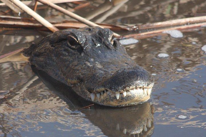 フォート ローダーデールからのエバーグレーズ デイ サファリ