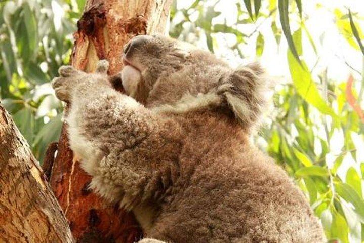 メルボルン発少人数グループ フィリップ島午後の日帰り旅行