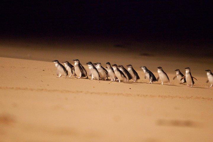 Melbourne Combo: Great Ocean Road Day Trip en Phillip Island Day Trip van Melbourne