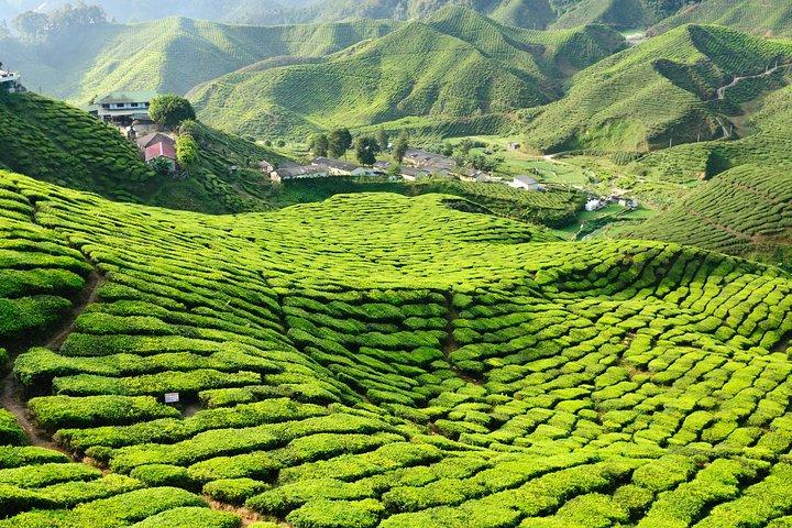 3-tägigen Tour durch die Cameron Highlands und Penang ab Kuala Lumpur