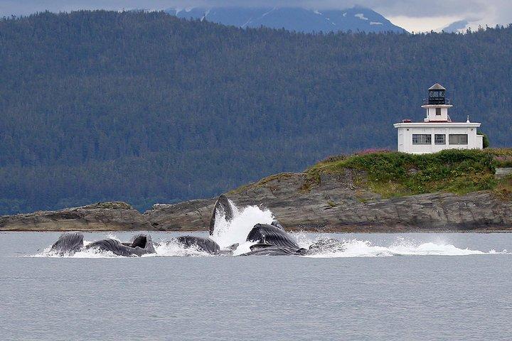 Mendenhall Glacier Park e Ultimate Whale Watch Combo
