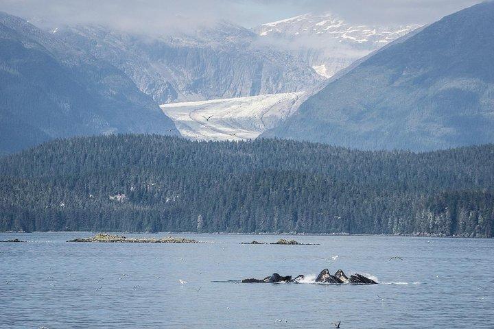 Mendenhall Glacier Park e Ultimate Whale Watch Combo