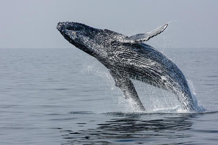 Ultieme Juneau walvis horloge