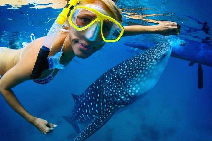 Fai snorkeling con uno squalo balena a Los Cabos