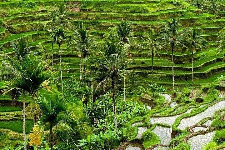 UBUDとライステラスを探検する一日