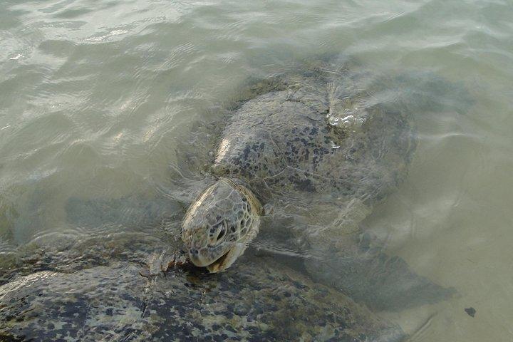 Snorkelen bij Hikkaduwa