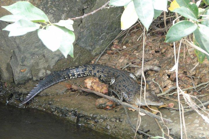 Fluss Safari Bentota
