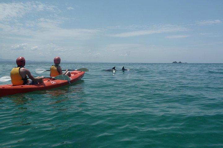 Kayaking with Dolphins in Byron Bay Guided Tour
