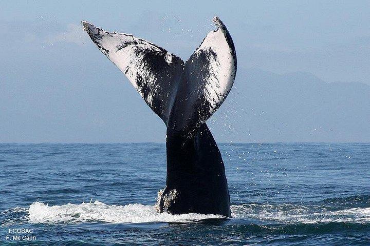 海洋生物学者とのホエールウォッチングアドベンチャー