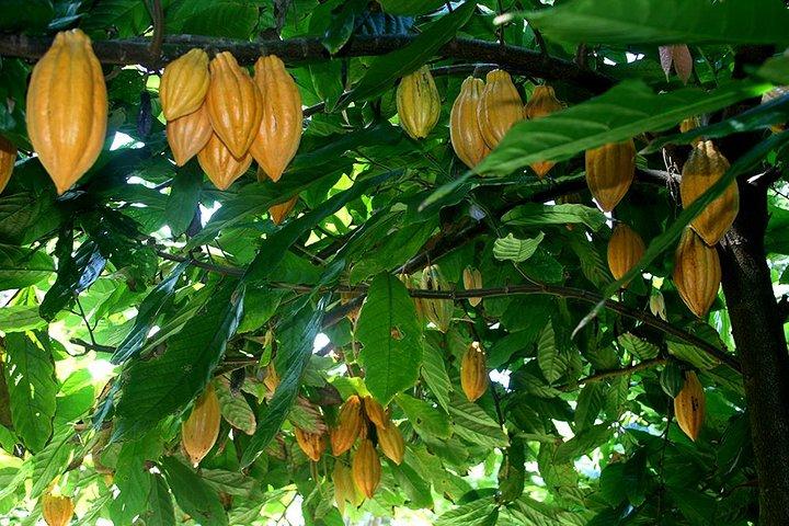 プリンスビル植物園ツアーとチョコレート テイスティング チケット