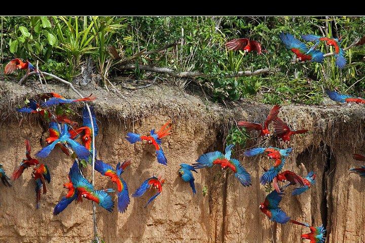 Tambopata-Tour Ara-Lehmlecke 2 Tage