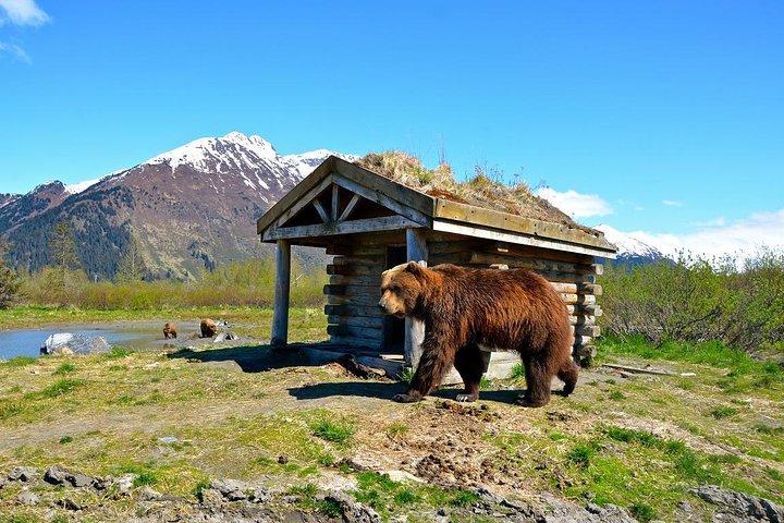 Ancoraggio a Whittier Cruise Transfer e tour privato