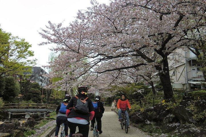 自転車で巡る東京：スカイツリー、清澄庭園、相撲本場所