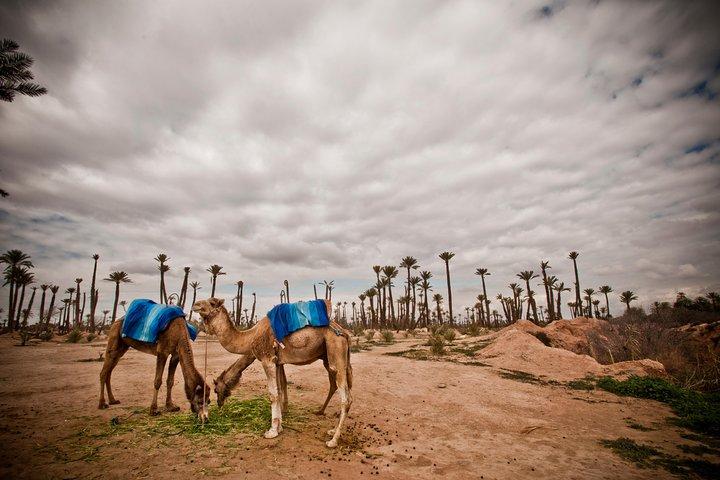1.5-Hour Small-Group Camel Ride Excursion to Palm Grove from Marrakech