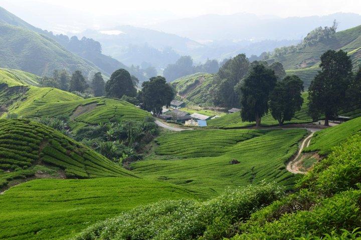 Cameron Highlands, Garten der Natur Ganztägige private Führung