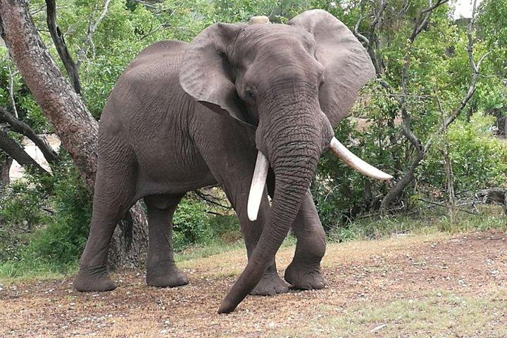Chobe Safari overnatning camping tur