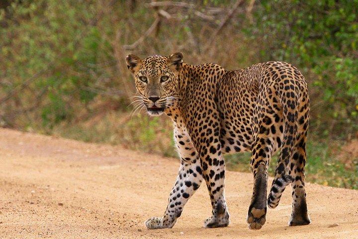 Pernottamento in campeggio per osservare leopardo ai margini del Yala National Park