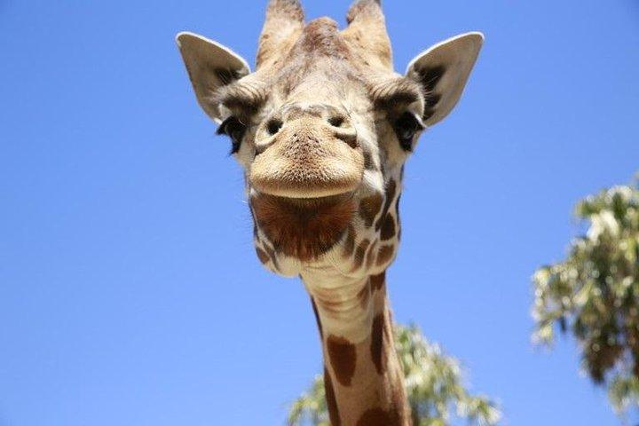 メルボルン動物園の一般入場券