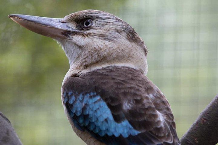 メルボルン動物園でのオーストラリア野生動物ツアー チケット - 税抜エントリ