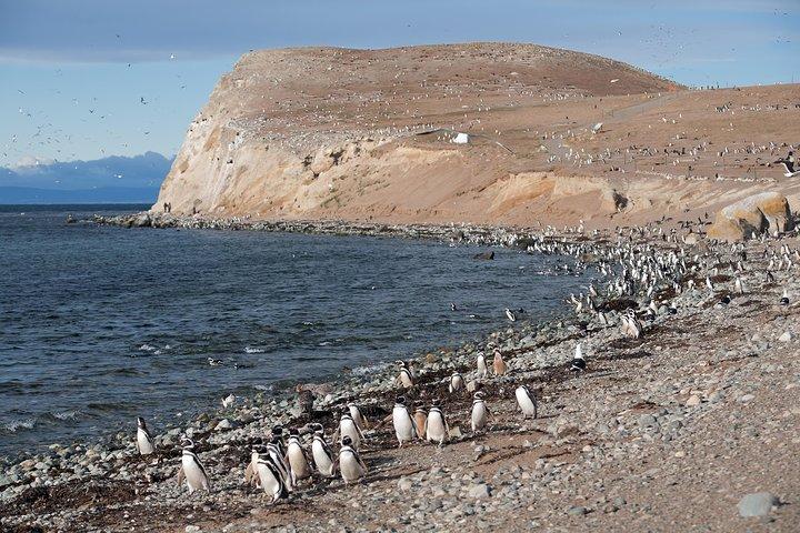 プンタアレナスからのボートによるマグダレナ島のペンギンツアー