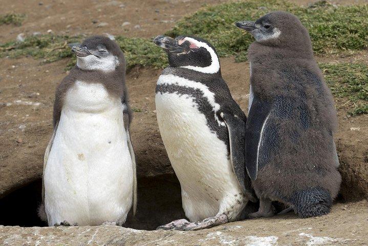 プンタアレナスからのボートによるマグダレナ島のペンギンツアー