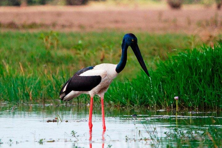 Corroboree Billabong Wetland Cruises - Cruzeiro ao pôr do sol de 2 horas