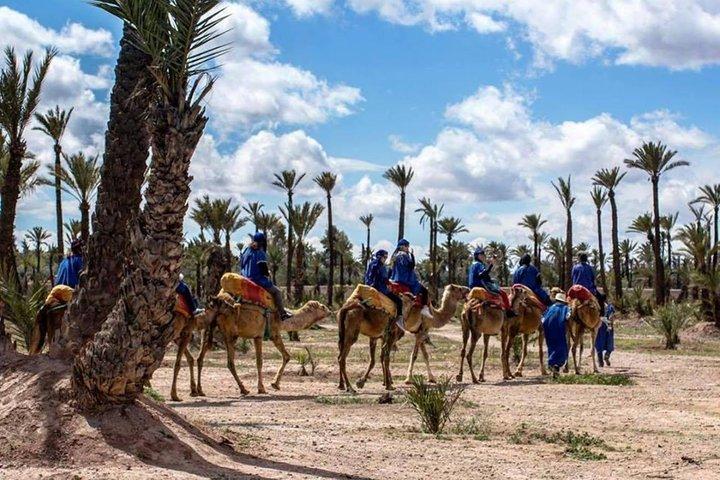 Camel ride in Marrakech palm grove