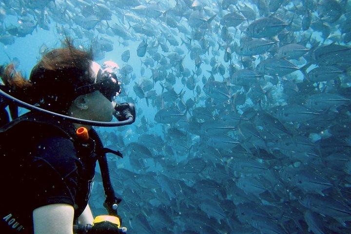 Koh Samui 2-Dive Trip to Sail Rock for certified divers