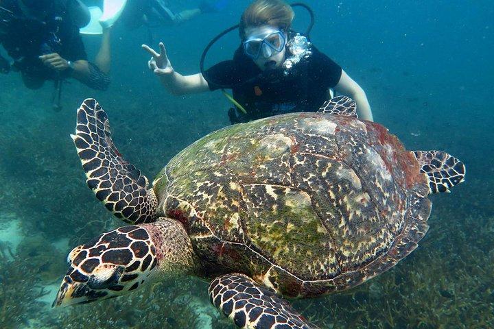 Koh Tao 2-Dive Day Trip from Koh Samui for certified divers