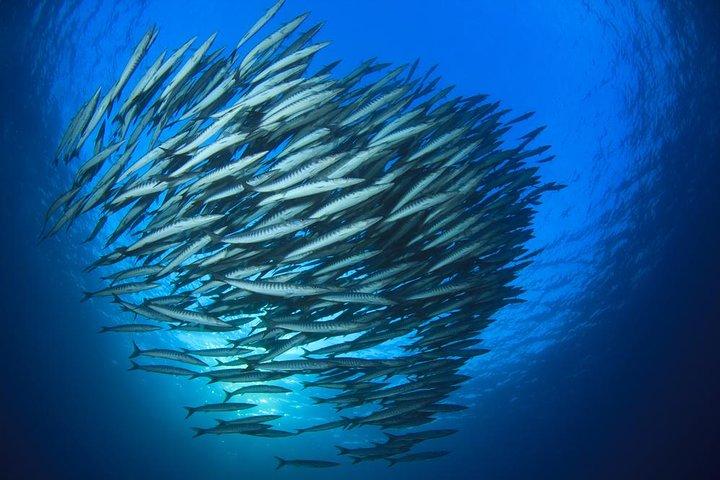 チュムポーンピナクル-タオ島2ダイブトリップ（認定ダイバー）