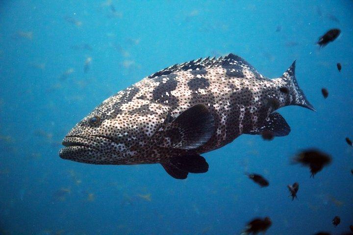 チュムポーンピナクル-タオ島2ダイブトリップ（認定ダイバー）