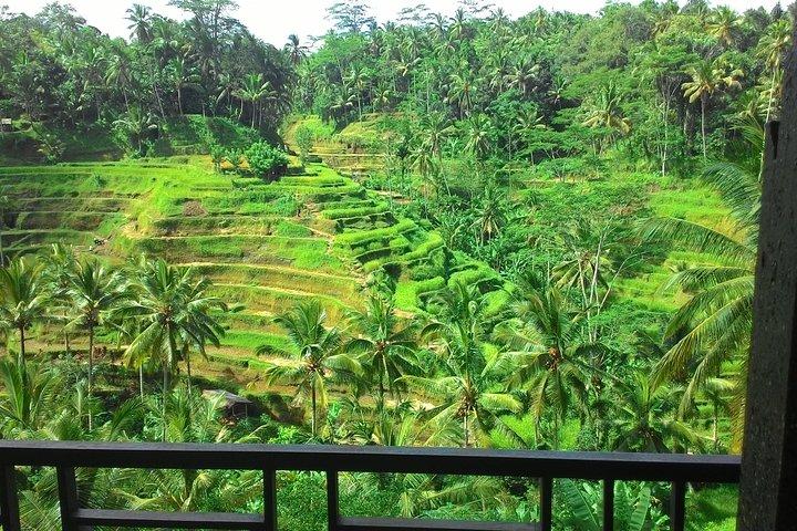 Bosque de los monos, Ubud, cascada y terraza de arroz
