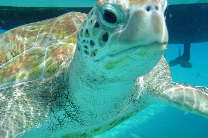 Crociera in catamarano per il tramonto e lo snorkeling nelle Barbados