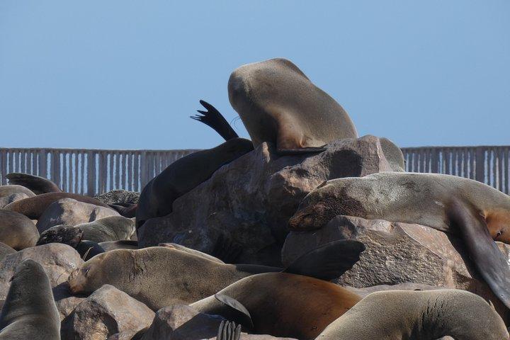 Swakopmund Cape Cross Sejlkoloni Dagsture