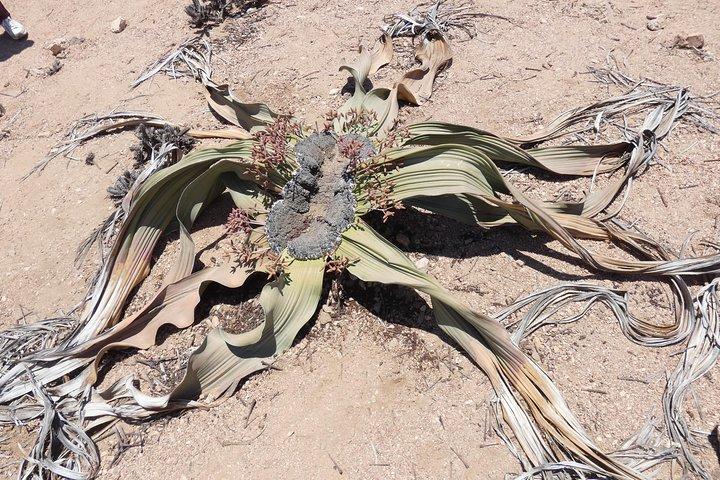 Walwitschia Plan Moonlandscape & Namib Desert Explorer Day Tour