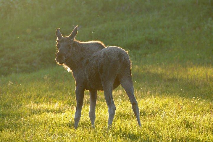 Moose Safari Bodo, Noruega, conozca al animal terrestre más grande de Europa