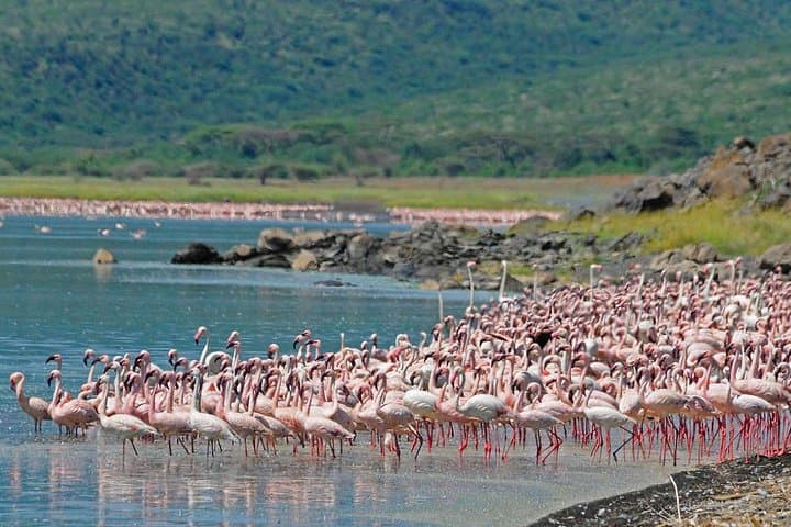Lake Nakuru National Park Day Trip and Lake Naivasha Boat Ride